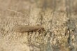 Closeup on a lightbrown caddisfly , Oecetis lacustris, sitting o
