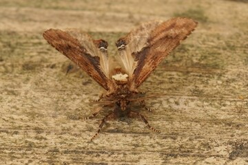 Poster - Frontal close up on the coxcomb prominent moth, Ptilodon capucina with open wings ready to departure