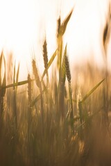 Canvas Print - Vertical shot of golden wheat growing in the grain field - for wallpapers