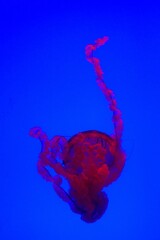 Wall Mural - Vertical shot of red Jellyfish in the blue water