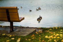 Shallow Focus Shot Of A Wooden Bench Near The Pond With Ducks In Tri-City Park, California