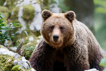 Wall Mural - brown bear - close encounter with a wild brown bear eating in the forest and mountains of the notran