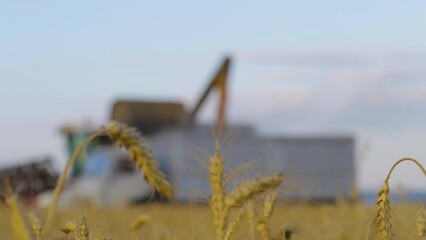 Wall Mural - Combine Harvester Working on a Field. Seasonal Harvesting the Wheat. Agriculture. Farm. Crop. Agrarian business. Industry. Combine harvester pours grain into the car body. Foodstuff.