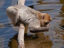 Cute Little Monkey Drinking Water In Apenheul Primate Park In Apeldoorn, Netherlands