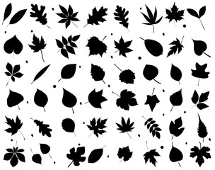 Wall Mural - leaves set black silhouette, isolated, vector