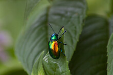Dogbane Leaf Beetle (Chrysochus Auratus) On Green Leaves