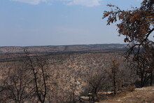 Trees After Forest Fire
