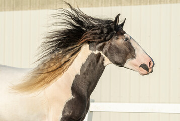 Sticker - Gypsy horse juvenile runs with mane flying
