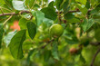 Green unripe apples on a branch among leaves in the spring sun