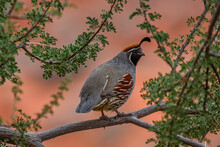 A Gambel's Quail Sits On A Branch.
