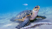 A Hawksbill Turtle Feeding On Scraps From Fishermen In Curacao
