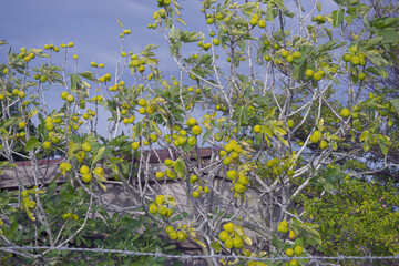 Wall Mural - Organic wild yellow Turkish figs grown in the wild