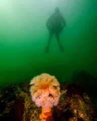 Wall Mural - A Young Scuba Diver Approaches a Plurose Anemone in Seattle