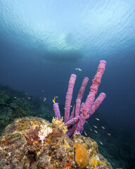 Wall Mural - A Dive Boat Over a Coral Reef With Purple Stove-Pipe Sponge in Curacao