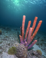 Wall Mural - A Stove-Pipe Sponge Under the Sun in Curacao