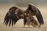 Bielik (Haliaeetus albicilla)