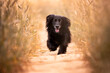 Portret psa biegnącego w zbożu 