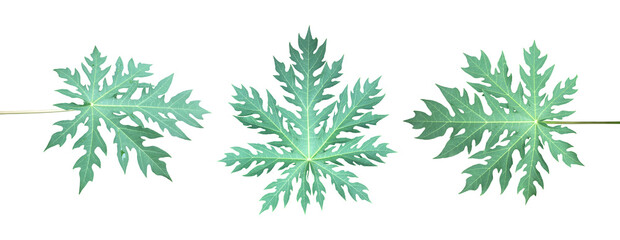  Isolated a single fresh papaya leaf with clipping paths.	