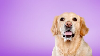 Poster - Cute domestic dog happy smiling, pet concept