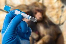 Medical Worker Holds A Test Tube With Monkeypox Virus Infected Blood Sample Against The Background Of A Sad Monkey. Animal Epidemic. Epidemic Of Smallpox Monkeys