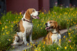 two beagle dogs in summer among flowers