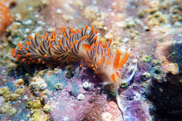 Wall Mural - Underwater shot of colorful Flabellina nudibranch into the Mediterranean sea  - Flabellina affinis