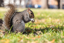 Squirrel In The Park Eating A Nut