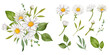 Daisy flower hand drawn bouquet collection