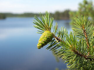 pine branch with a green cone