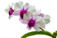Purple Orchid Isolated On White Background