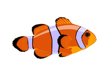  Fish On A White Background.The Clown Fish Is A Marine Animal That Swims Underwater. 
Vector Illustration Of Cartoon Amphiprion Isolated On White Background.