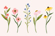 meadow wild flower illustration for wedding, logo, print, t=shirt design, notebook