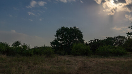 Wall Mural - old oak tree at night