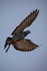 Wall Mural - pigeon in flight
