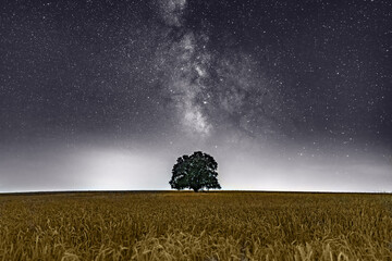 Wall Mural - old oak tree in a wheat field at night