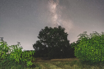 Wall Mural - old oak tree at night