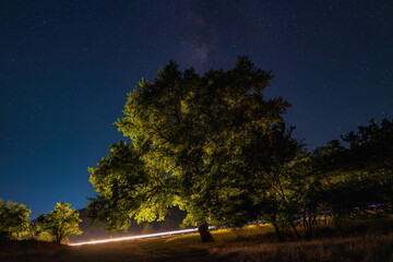 Wall Mural - old oak tree at night