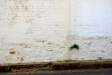 A White Painted Brick Wall With Peeling Paint And A Small Fern Growing From A Crack In The Bricks. There's An Old Sandstone Gutter And Road In The Foreground. 
