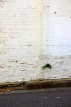 A White Painted Brick Wall With Peeling Paint And A Small Fern Growing From A Crack In The Bricks. There's An Old Sandstone Gutter And Road In The Foreground. 