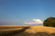 © Juver - Golden wheat field, green tree and blue sky with clouds. Corn ears in setting sunlight. Part of the field with harvested crops. Wheat stubble. Golden hour Harvesting concept. Summer landscape