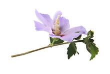 Light Purple Flower Of Hibiscus Syriacus On A White Background