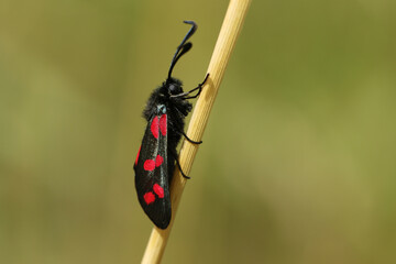 Wall Mural - A  Six-spot Burnet Moth, Zygaena filipendulae, resting on a blade of grass in a meadow.