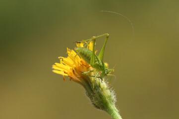 Poster - A rare Sickle-bearing Bush-cricket nymph, Phaneroptera falcata, resting on a wildflower on a south facing chalk hill slope.