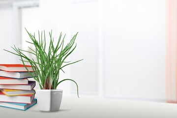 Wall Mural - Pot with green  houseplant and books on window sill