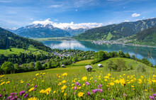 Idyllic Landscape With A Flower Meadow, Snowy Mountains And A Blue Lake, Zell Am See, Pinzgau, Salzburger Land, Austria, Europe