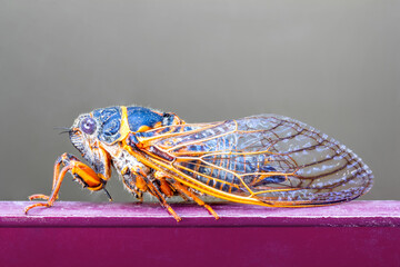 insect cicada close-up on a gray background