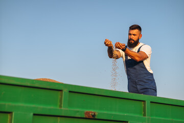 Satisfied young farmer standing on trailer in field and checking harvested wheat grains after harvest.