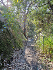 Wall Mural - Bush walking track with stairs through Australian bush. In eucalypt forest with ferns and a rocky track