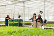© DC Studio - Diverse women in hydroponic enviroment working in organic food farm talking while having a break from work. Two workers smiling in greenhouse standing between rows of lettuce crops.