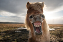 Crazy Icelandic Horse Smiling 
